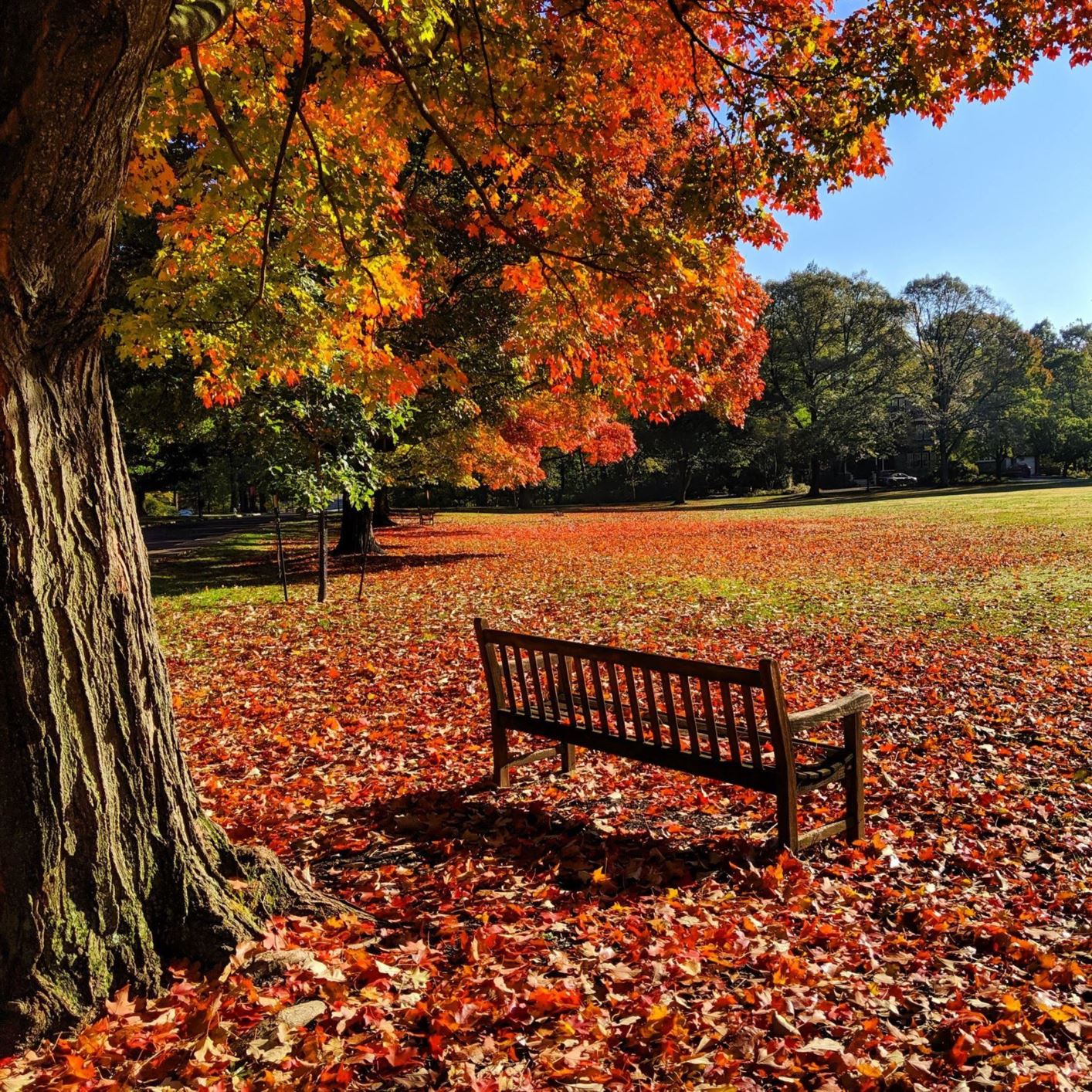 Arboretum view